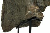 Ceratopsian (Triceratops?) Squamosal Bone - Hell Creek Formation #113110-8
